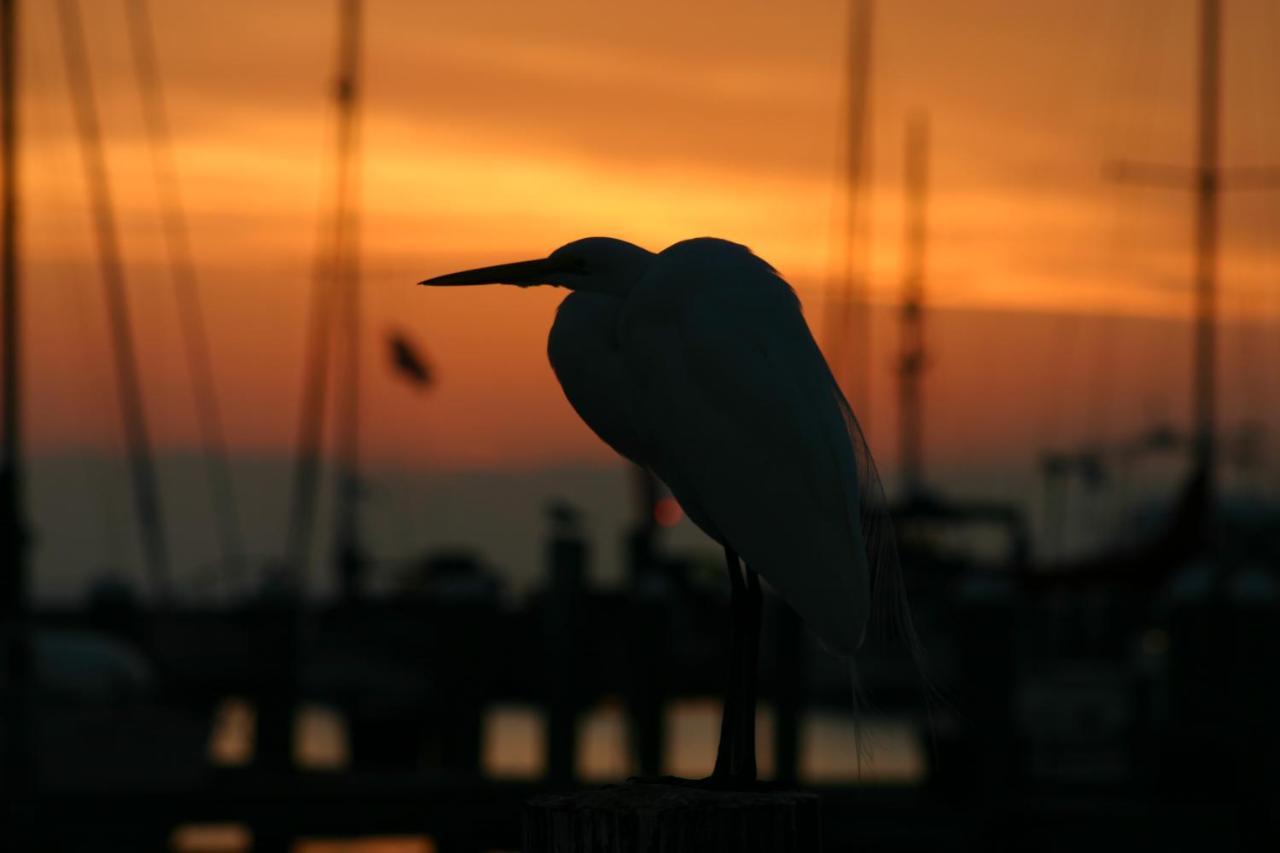 Whooping Crane Manor B & B Rockport Bagian luar foto